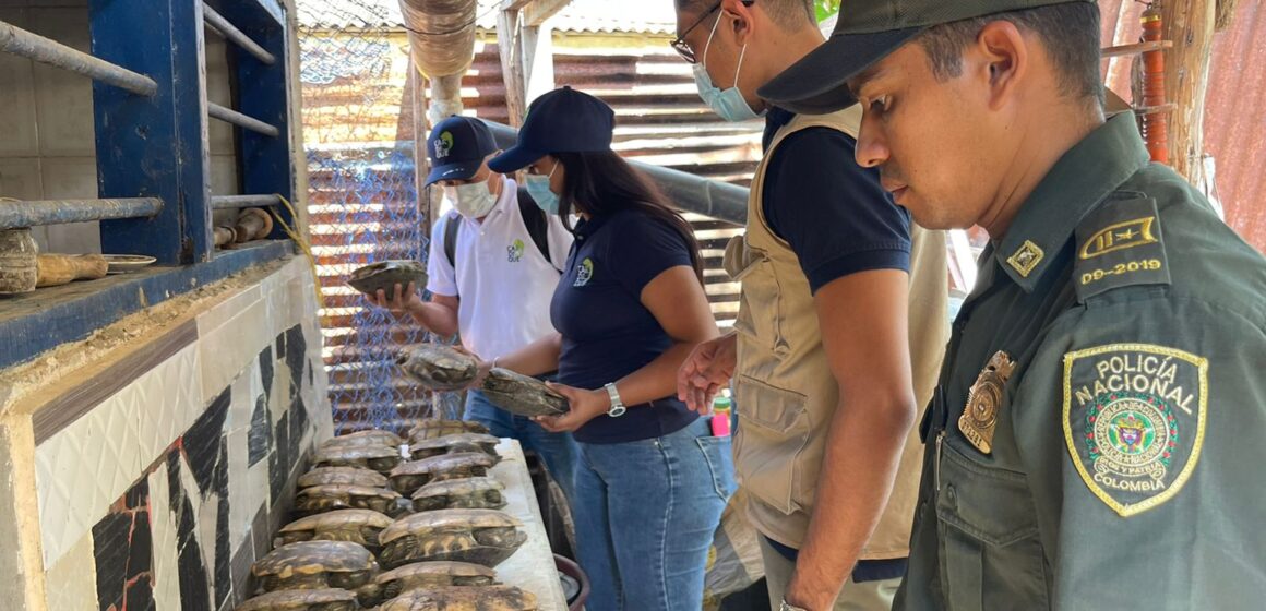 Mensaje claro de Cardique, cazadores de fauna silvestre serán judicializados, regresan 39 hicoteas a su hábitat en Evitar