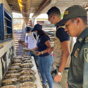 Mensaje claro de Cardique, cazadores de fauna silvestre serán judicializados, regresan 39 hicoteas a su hábitat en Evitar Mensaje claro de Cardique, cazadores de fauna silvestre serán judicializados, regresan 39 hicoteas a su hábitat en Evitar