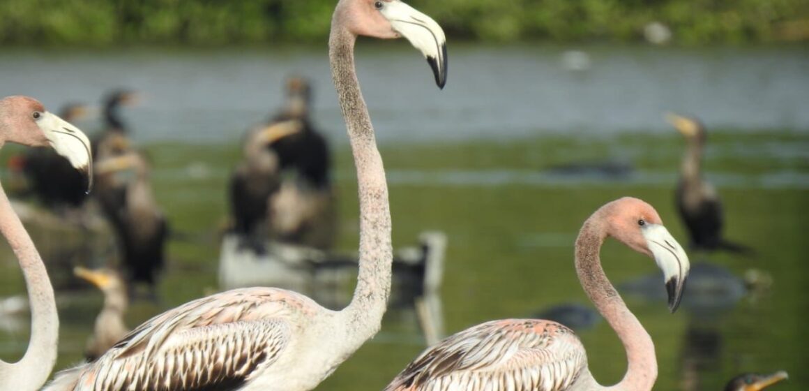 Ciénaga de La Virgen vive, flamingos rosados llegan a pasar una temporada