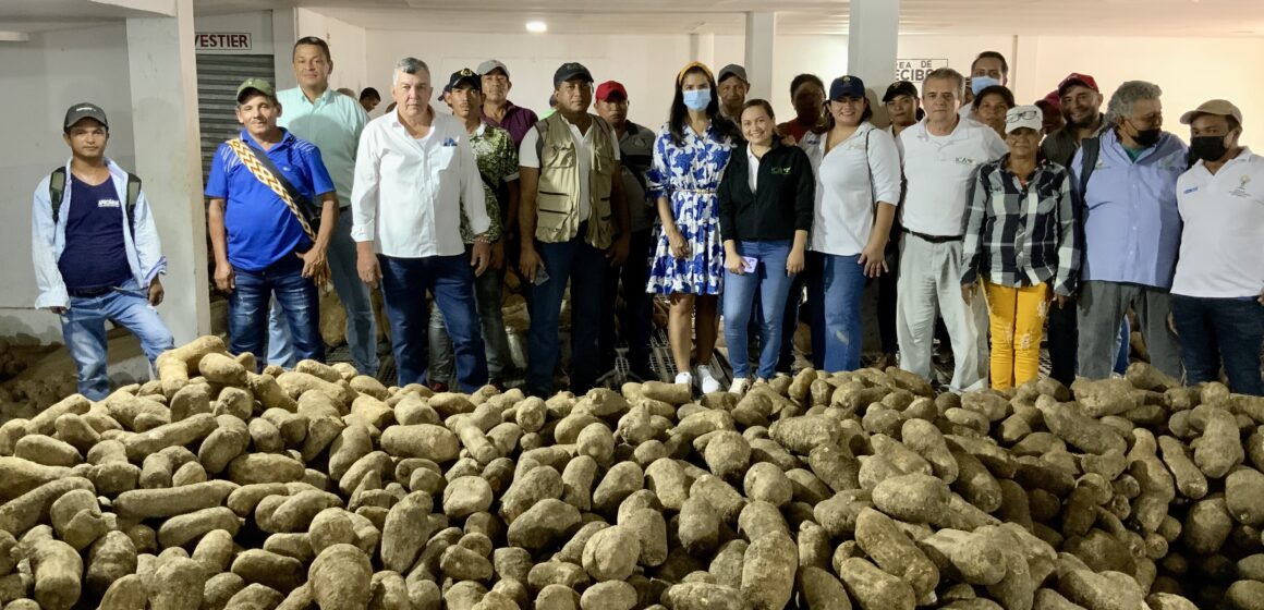 Familias restituidas del Carmen exportan las primeras 24 toneladas de ñame a Puerto Rico Familias restituidas del Carmen exportan las primeras 24 toneladas de ñame a Puerto Rico