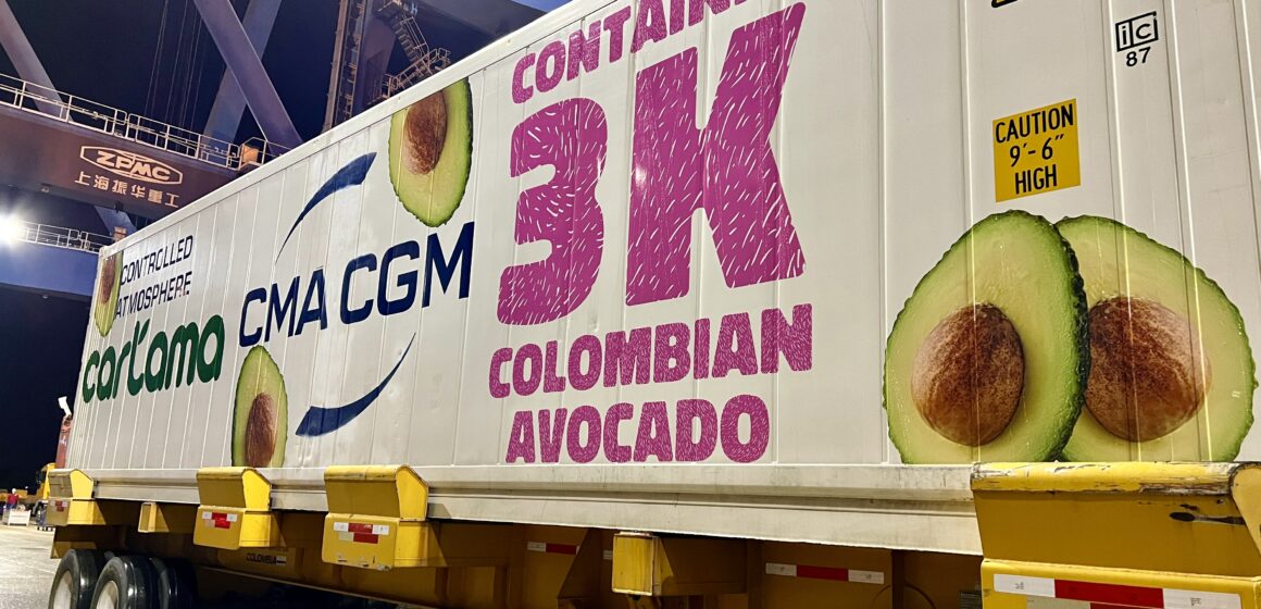Desde Cartagena han salido 3.000 contenedores con aguacate hass rumbo a Roterdam