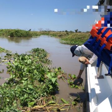 Cardique devolvió 500 hicoteas y más de 60 aves sus ecosistemas Cardique devolvió 500 hicoteas y más de 60 aves sus ecosistemas