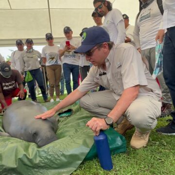 ¡Misión cumplida!, Carolina, la última manatí en regresar al complejo cenagoso Zarzal- Tupe-Capote ¡Misión cumplida!, Carolina, la última manatí en regresar al complejo cenagoso Zarzal- Tupe-Capote