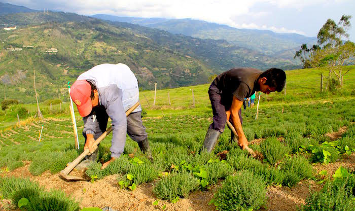 Convenio por $600.000 millones entre ANT-SAE para que predios de la mafia pasen a familias rurales Convenio por $600.000 millones entre ANT-SAE para que predios de la mafia pasen a familias rurales